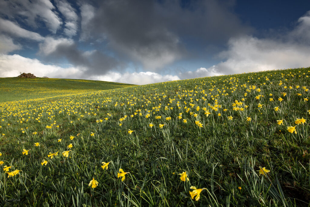 Narcisses et jonquilles