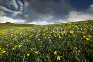 Narcisses et jonquilles