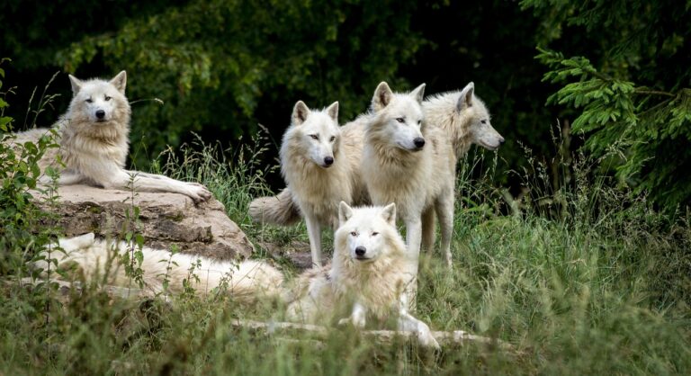 loups