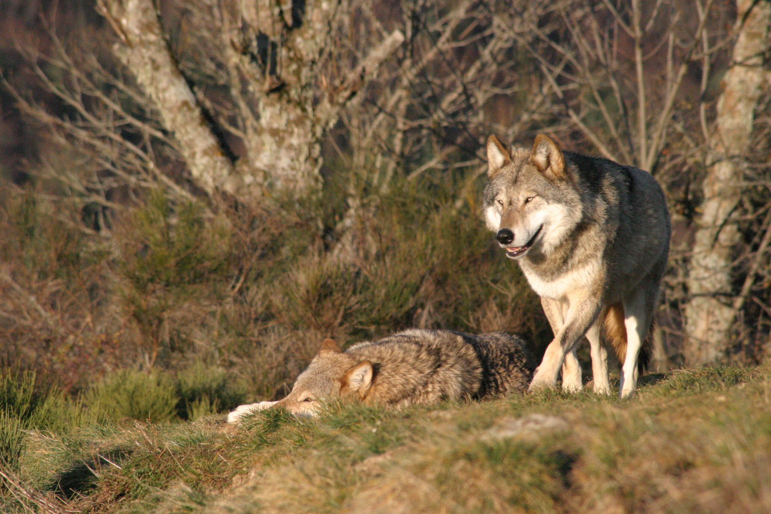 Incontournables de l'Aubrac