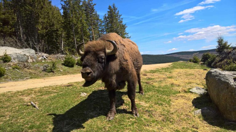 Bisons
