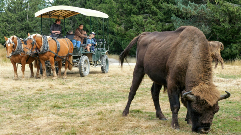 Photo de bison de la réserve d' Europe en Margerides