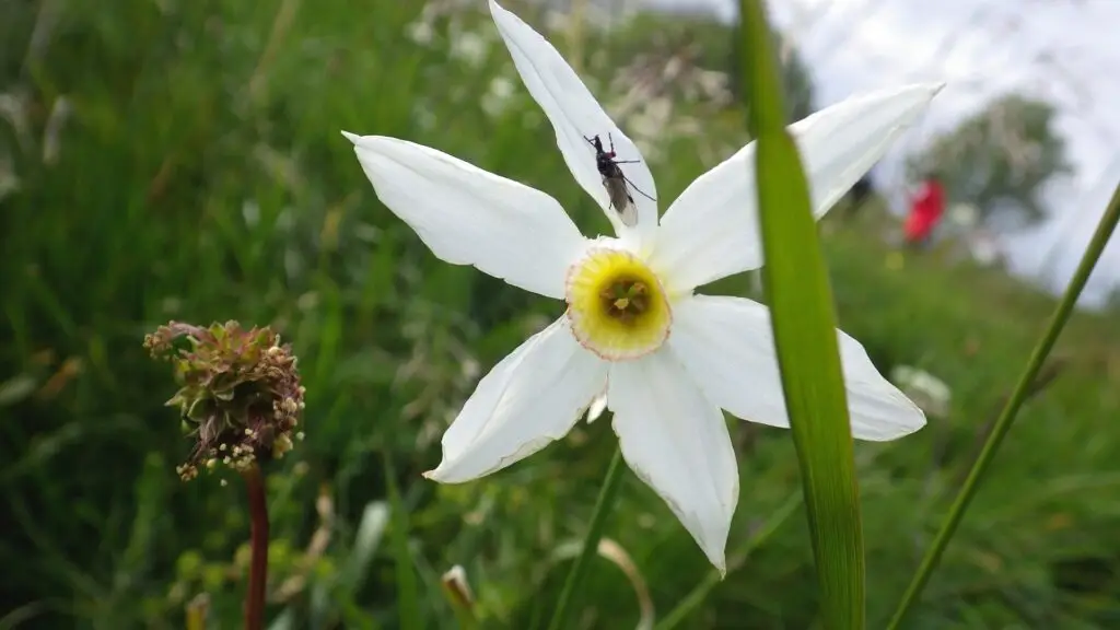 narcisse_insecte