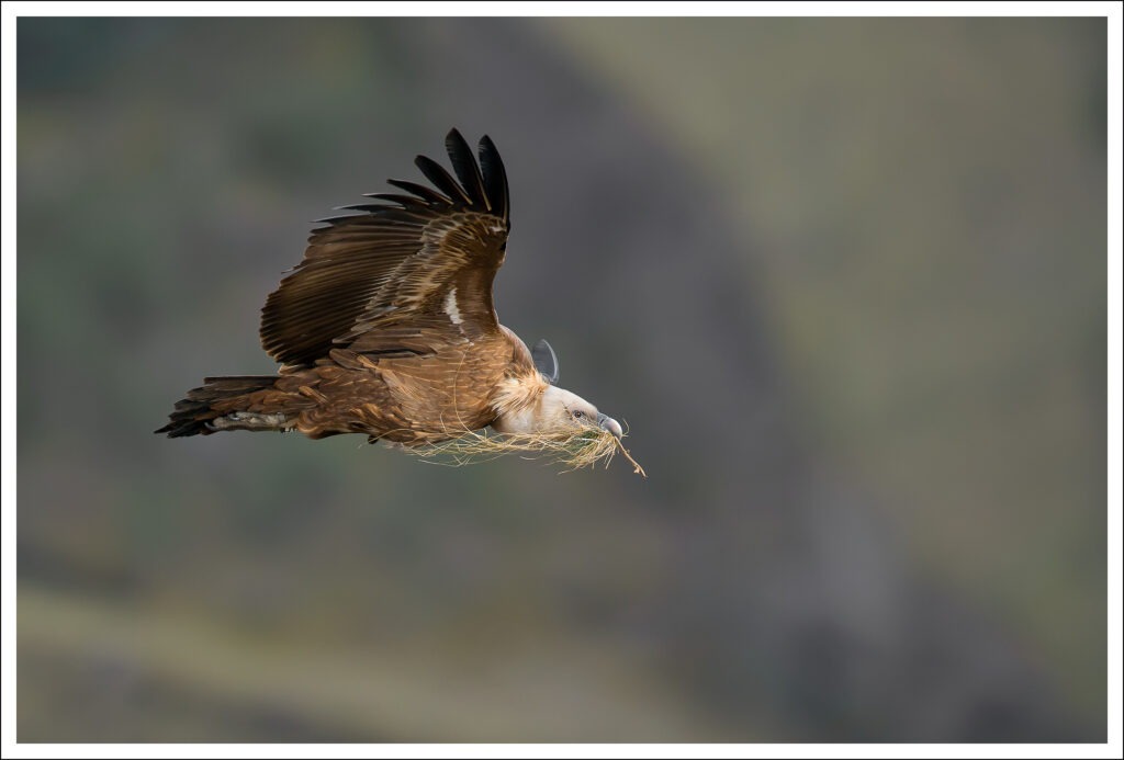 Vautour_Fauve2