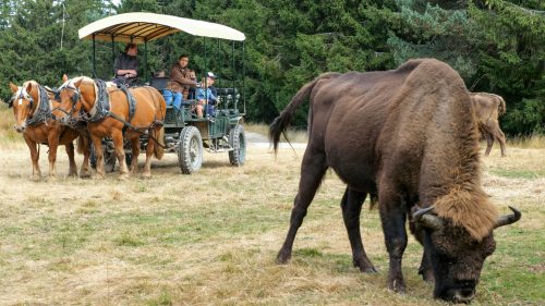 reserve-bison-margeride-lozere-50-scaled-e1750775070871 reserve-bison-margeride-lozere-50-scaled-e1750775070871